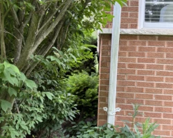 Shrubs and vines growing directly against the exterior siding of a house